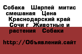 Собака ,,Шарпей- митис“ смешаная › Цена ­ 2 000 - Краснодарский край, Сочи г. Животные и растения » Собаки   